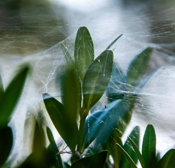 smart growth engine web